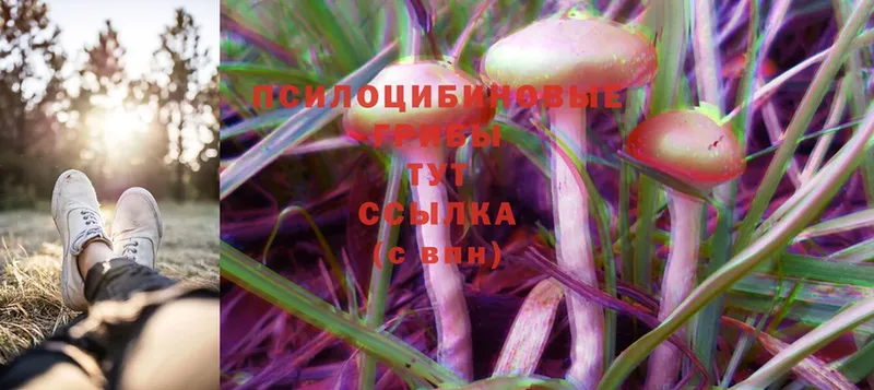 закладка  Невинномысск  Галлюциногенные грибы Psilocybine cubensis 